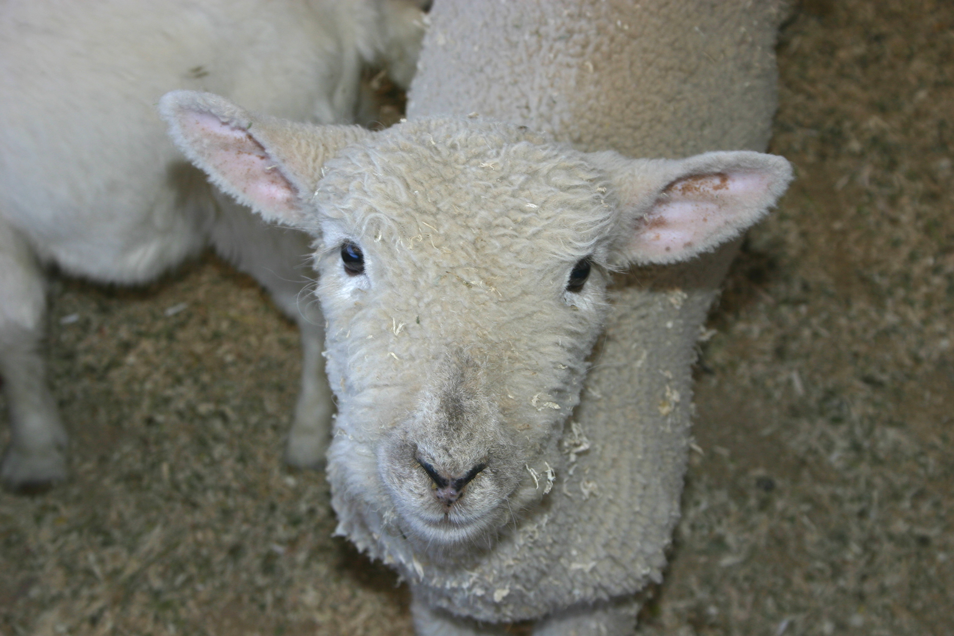 sheep pic from morguefile.com
