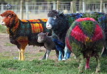 tartan sheep