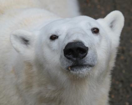 tasul the polar bear