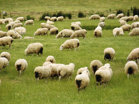grazing sheep