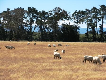more NZ sheep