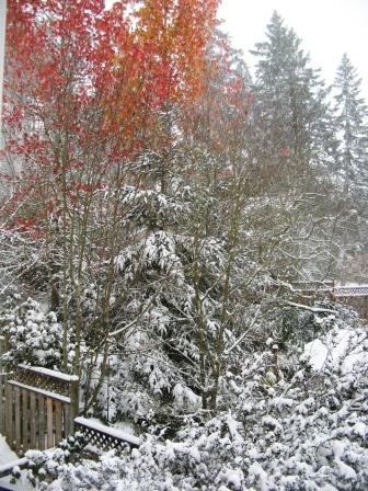 red tree in snow