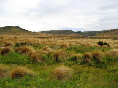 red tussocks being conserved